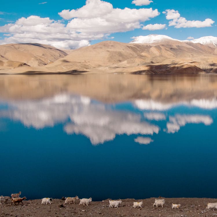 leh tours pangong colour changing lake tsomoriri