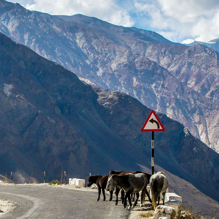 manali packages himachal salong valley rohtang pass