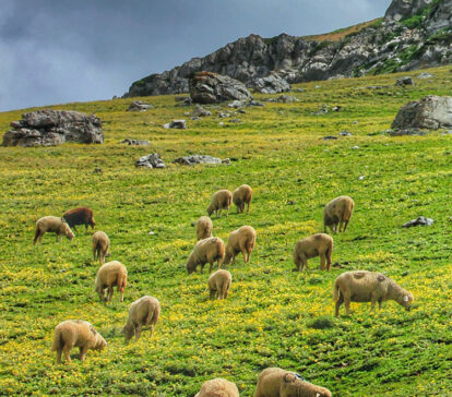 Sonamarg Thajiwas Glacier Gulmarg Gondola Cable