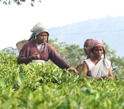 assam packages tea plantations tinsukhia dulianjan oil town