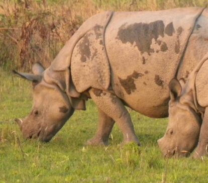 assam rhino kaziranga national park wildlife guwahati