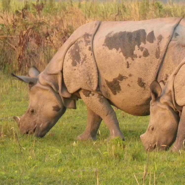 assam rhino kaziranga national park wildlife guwahati