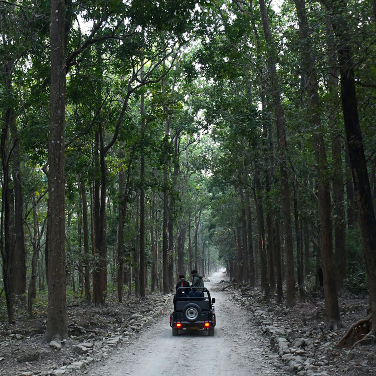 jim corbett packages ramnagar jungle safari nainital uttarakhand