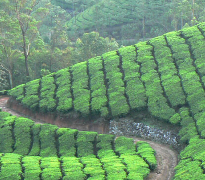 kerala munnar packages cheyyappara tea plantation