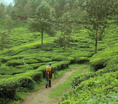 kerala munnar tea plantation thekkady spice plantation