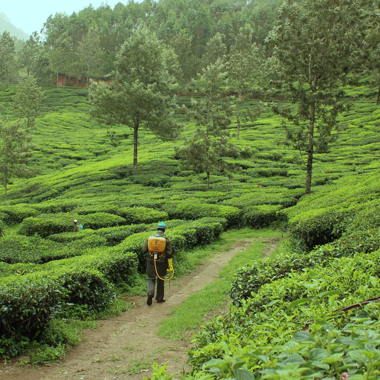 kerala munnar tea plantation thekkady spice plantation