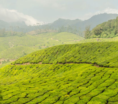 kerala packages munnar thekkady packages