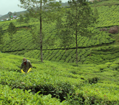 kerala thekkady plantations cochin munnar