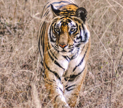 tiger safari jim corbett tour packages