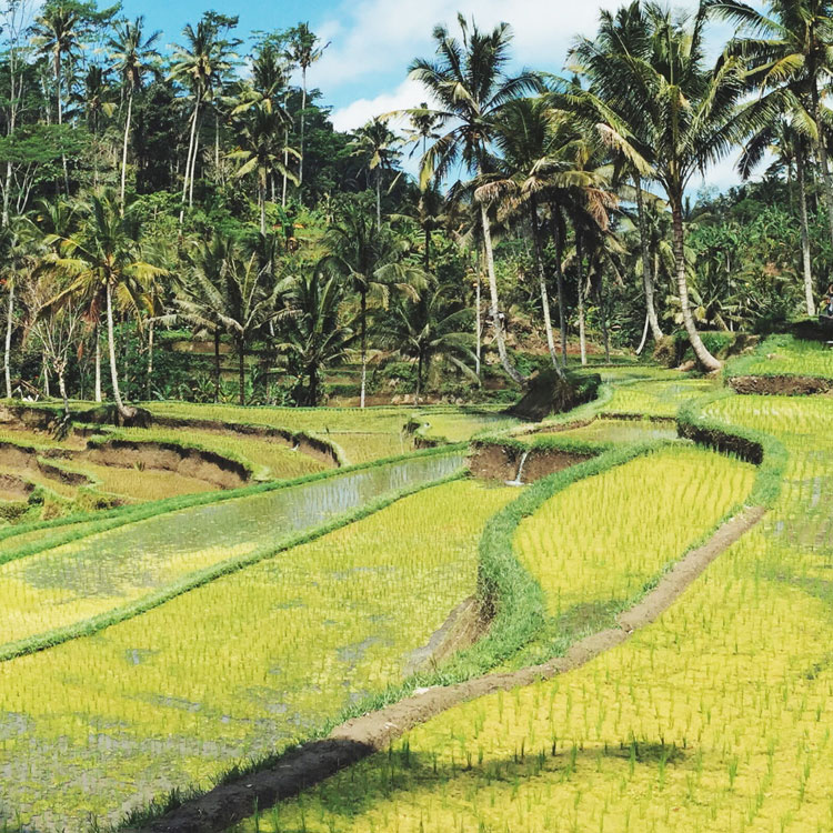 bali indonesia ubud rice fields kecak dance seminyak