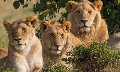 Gir Lion Safari in Gujarat