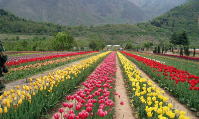 tulip garden kashmir